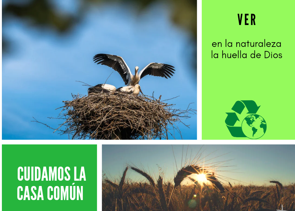 Cuidamos de la Casa común (25)