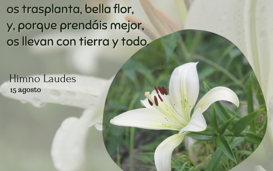 Solemnidad de la Asunción de Nuestra Señora