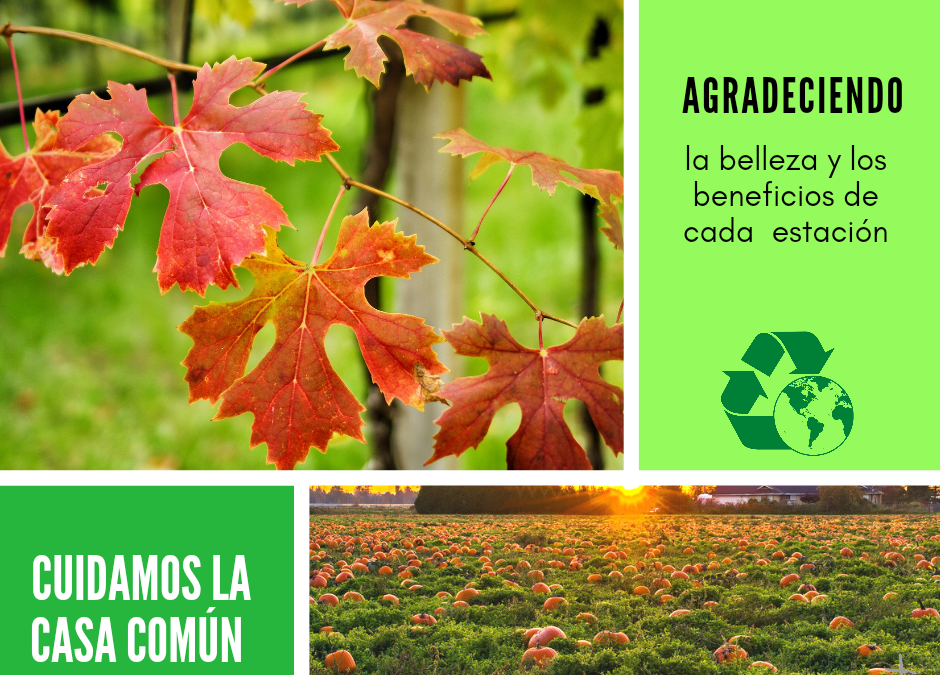 Cuidamos la casa común (38)