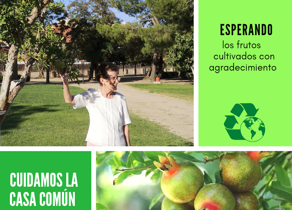 Cuidamos la casa común (39)