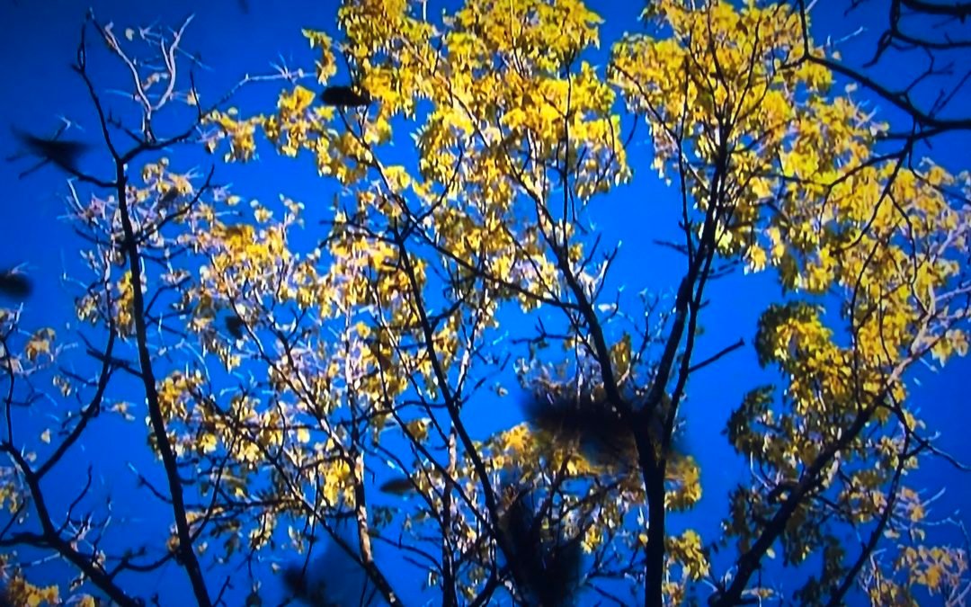 CREDO DEL HOMBRE NUEVO.