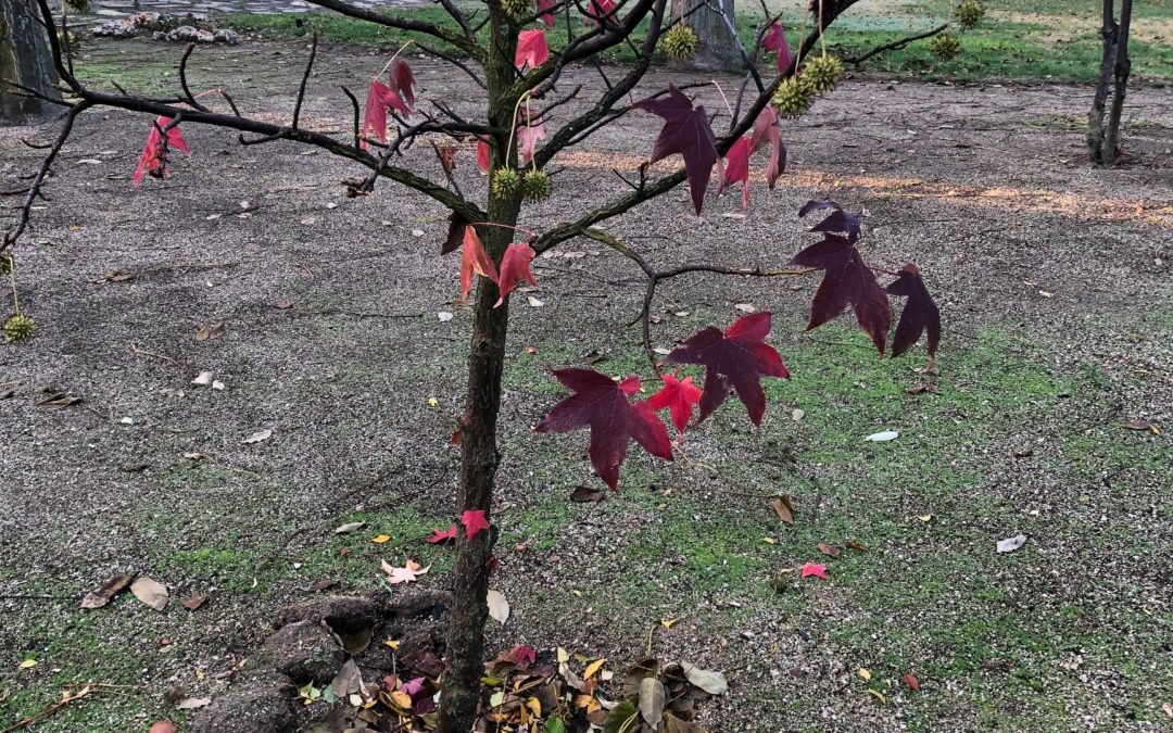 Ánimo… Sígueme…