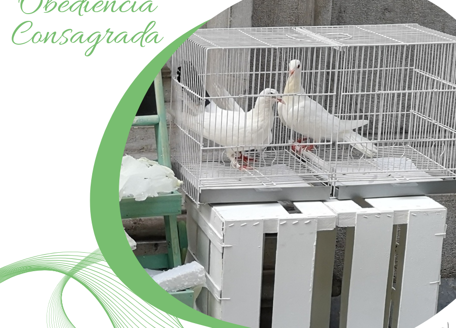Obediencia Consagrada (5)