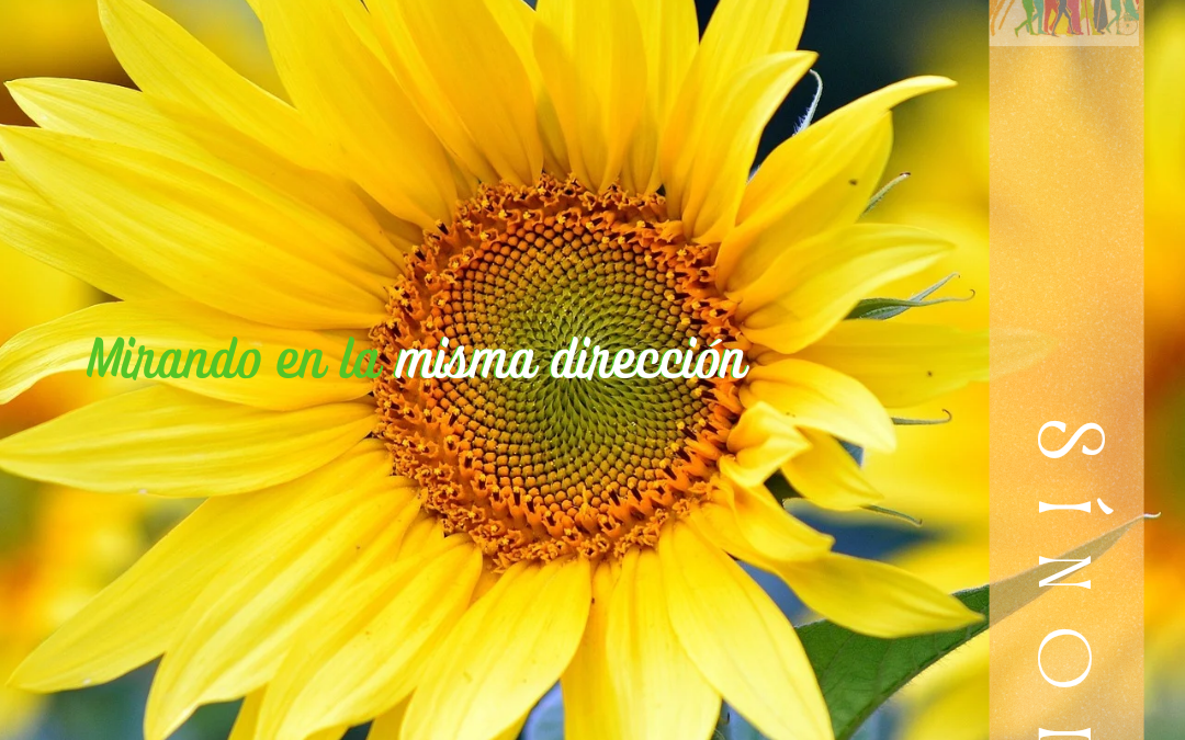 Sínodo de la Sinodalidad (24.5)