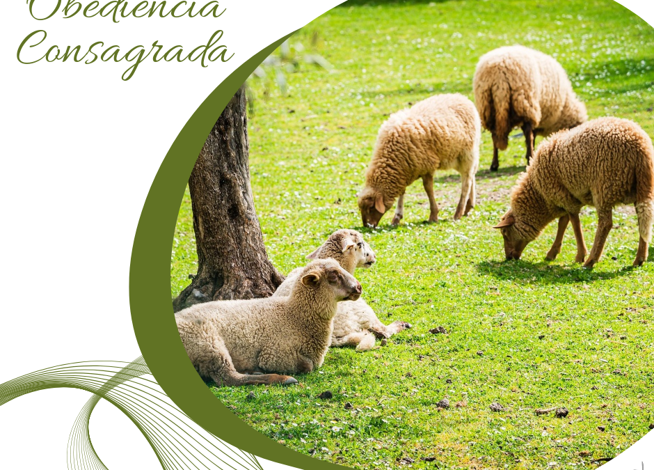 Obediencia Consagrada (15)