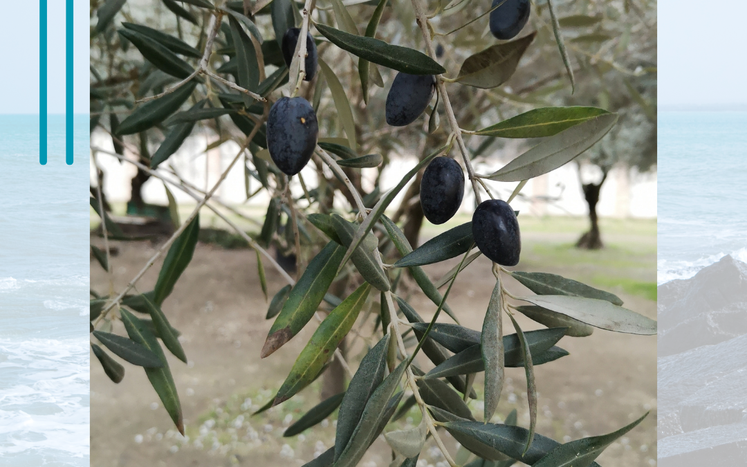 Cuidamos la casa común (24-6)