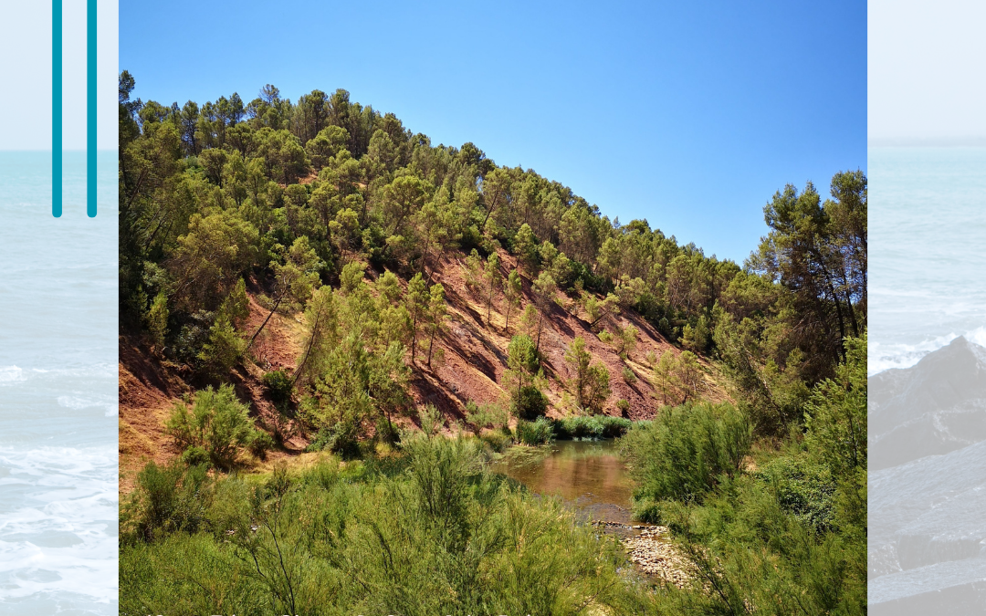 Cuidamos la casa común (24.8)