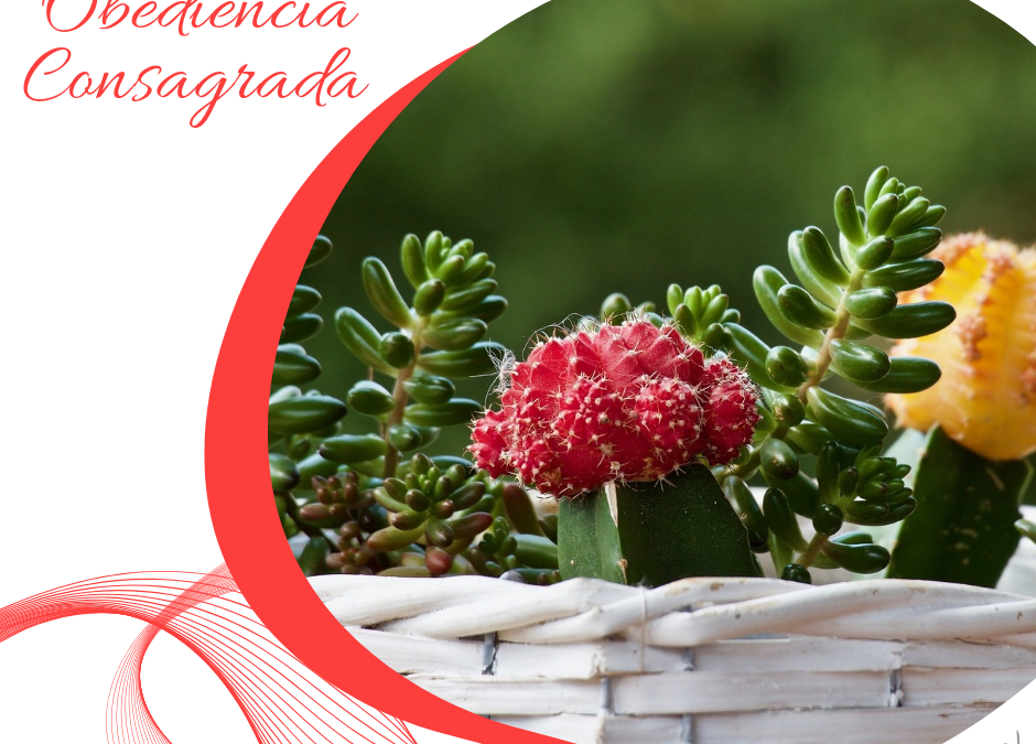 Obediencia Consagrada (26)