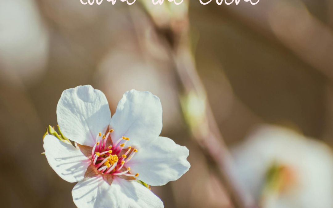 Bienvenida primavera 